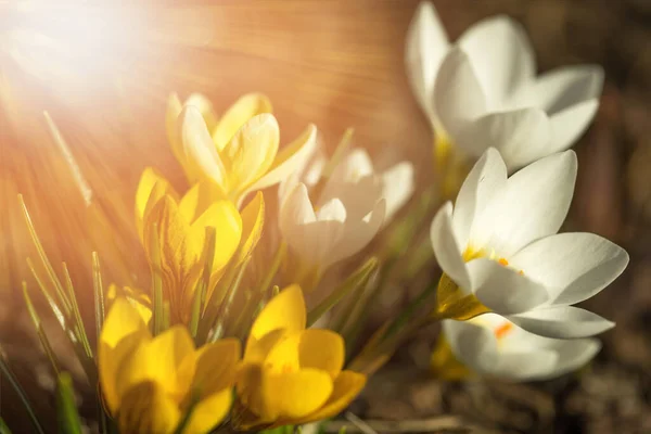 Yellow and white crocus in the spring sunshine — стоковое фото
