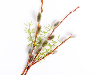 Paskalya yumurtaları ve bahar çiçekleriyle paskalya arkaplanı. Kopyalama alanı olan üst görünüm