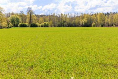 Bright spring beautiful landscape, green field, sunny weather, Green field and blue sky.