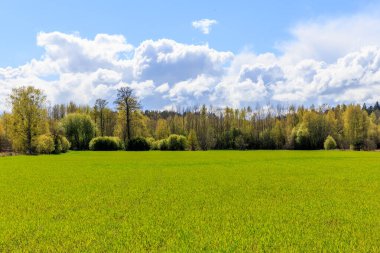 Bright spring beautiful landscape, green field, sunny weather, Green field and blue sky.
