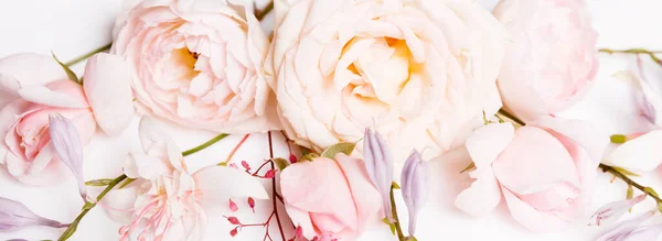 Romantic banner, delicate white roses flowers close-up. Fragrant crem pink petals — Stock Photo, Image