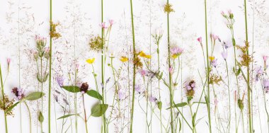 Çiçek desenli kır çiçekleri, yeşil yapraklar, beyaz arka planda dallar. Düz yatış, üst görünüm.