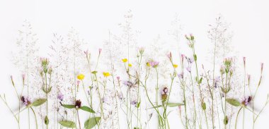 Çiçek desenli kır çiçekleri, yeşil yapraklar, beyaz arka planda dallar. Düz yatış, üst görünüm.