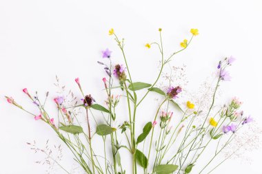 Çiçek desenli kır çiçekleri, yeşil yapraklar, beyaz arka planda dallar. Düz yatış, üst görünüm.