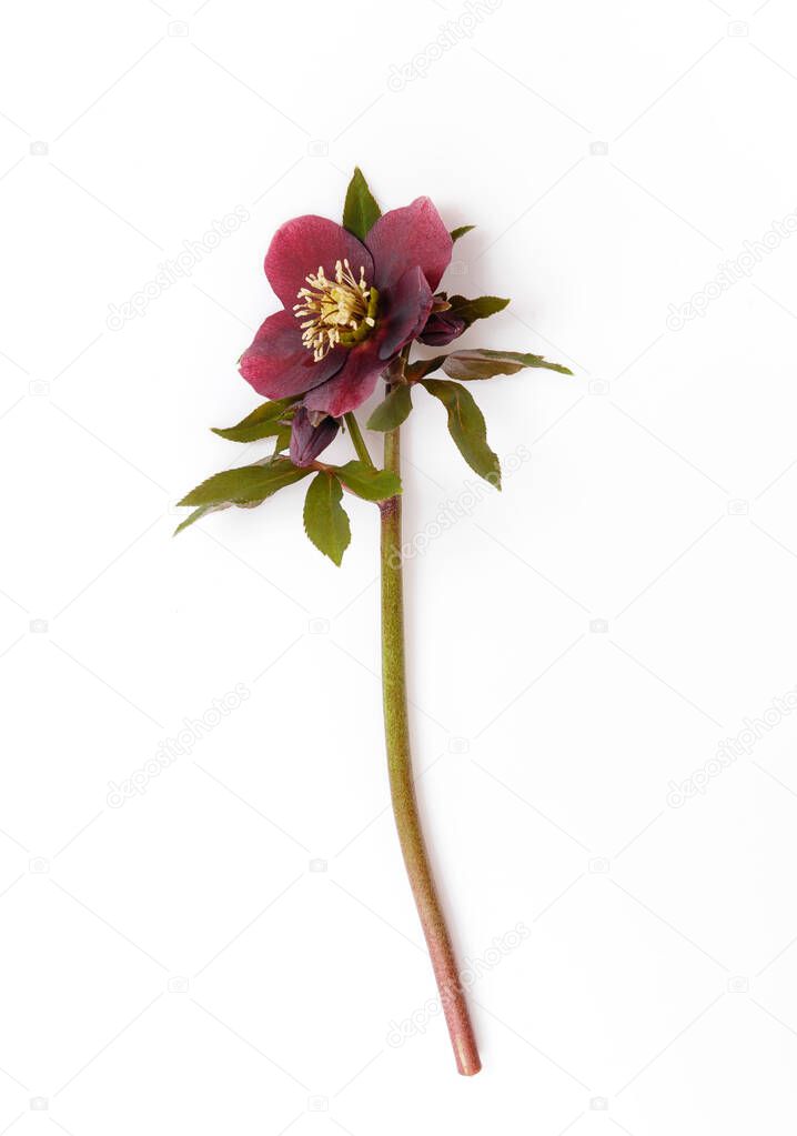 Spring flower, Deep purple flower Helleborus niger isolated on white background