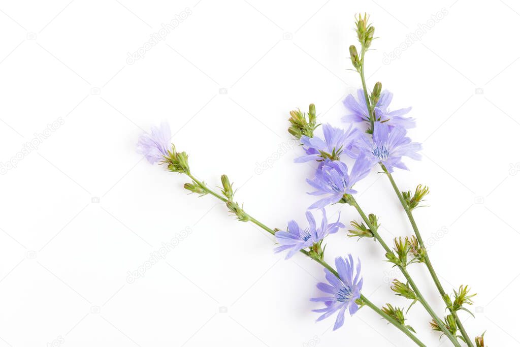 Fresh blue flowering chicory on white background