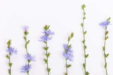 Beyaz arkaplanda taze mavi çiçekli hindiba
