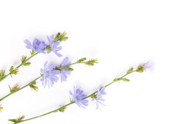 Verse blauwe bloeiende cichorei op witte achtergrond — Stockfoto