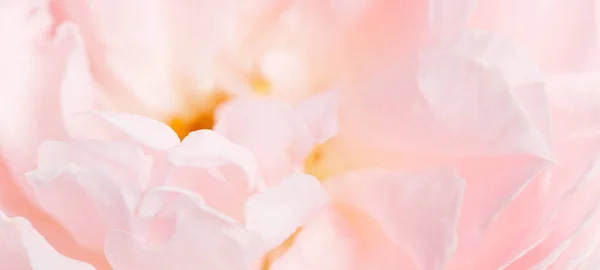 Romantyczny sztandar, delikatne białe róże z bliska. Pachnące różowe płatki kremu — Zdjęcie stockowe