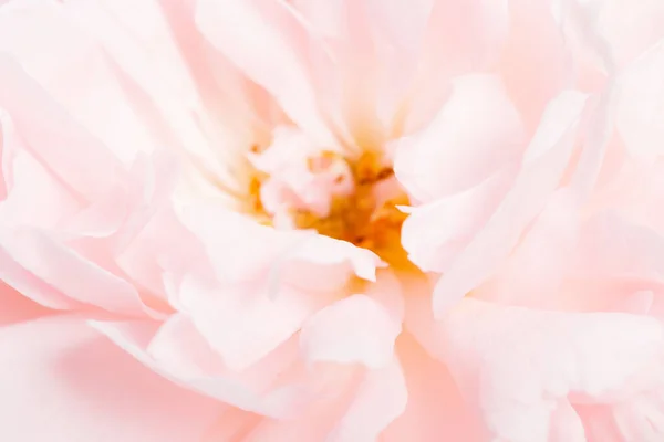 Romantyczny sztandar, delikatne białe róże z bliska. Pachnące różowe płatki kremu — Zdjęcie stockowe