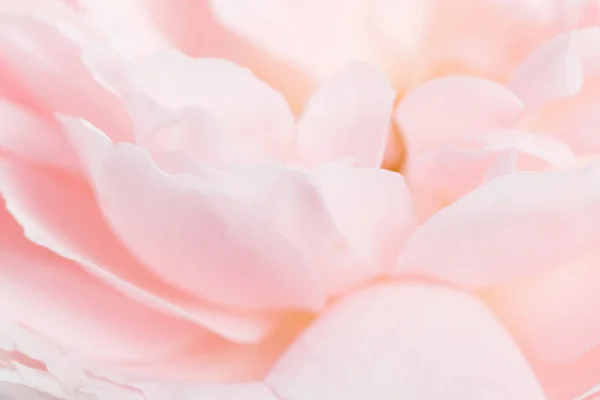 Romantic banner, delicate white roses flowers close-up. Fragrant crem pink petals — Stock Photo, Image
