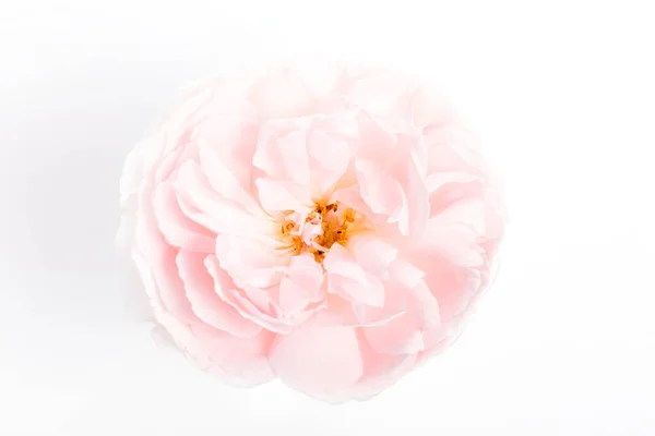 Pink rose flower on white background. Overhead view — Stock Photo, Image