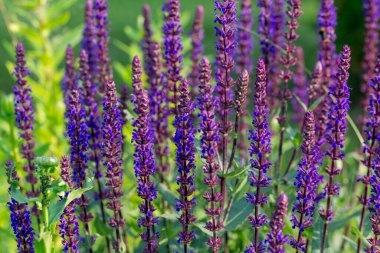 Salvia Nemorosa Caradonna Balkan Clary 'nin Köy Bahçesi' nde romantik bir kır tarzında geçmişi veya dokusu.