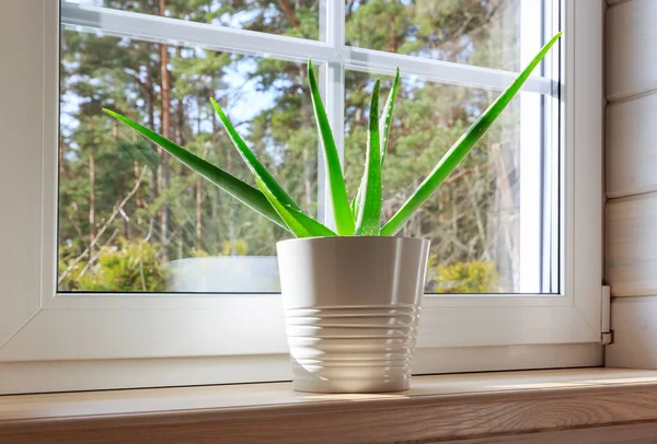 Weißes Fenster in einem rustikalen Holzhaus mit Blick auf den Garten, Kiefernwald. Aloe Vera im weißen Topf auf der Fensterbank — Stockfoto