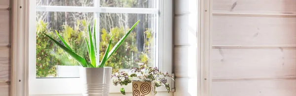 Ventana blanca en una casa de madera rústica con vistas al jardín, bosque de pinos. Aloe Vera en maceta blanca en alféizar de ventana — Foto de Stock