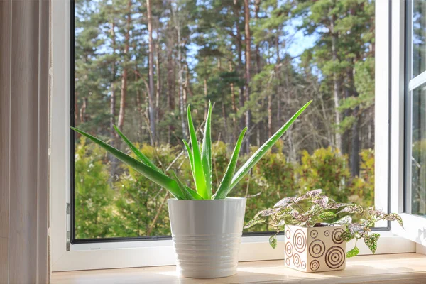 Weißes Fenster in einem rustikalen Holzhaus mit Blick auf den Garten, Kiefernwald. Aloe Vera im weißen Topf auf der Fensterbank — Stockfoto
