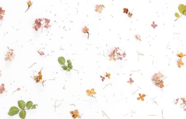 Pembe kurumuş çiçeklerden yapılmış çerçeve ve beyaz arka planda yapraklar. Çiçek kompozisyonu. Üst görünüm, düz görünüm, kopyalama alanı