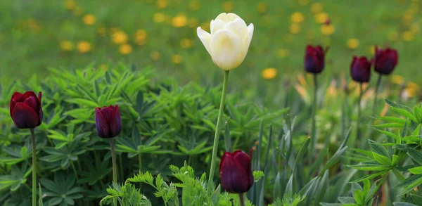 Tulipas roxas e brancas na primavera em um canteiro de flores nos raios de luz solar — Fotografia de Stock