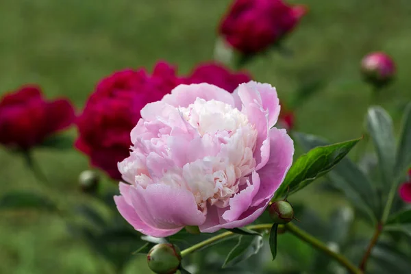 Bukiet świeżych różowych piwonii w ogrodzie — Zdjęcie stockowe