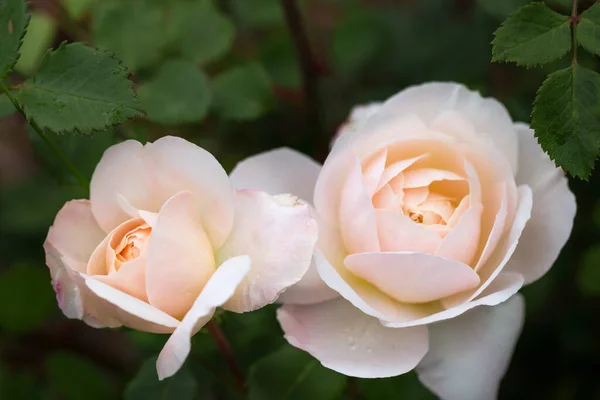 Floreciente rosa en el jardín en un día soleado. — Foto de Stock