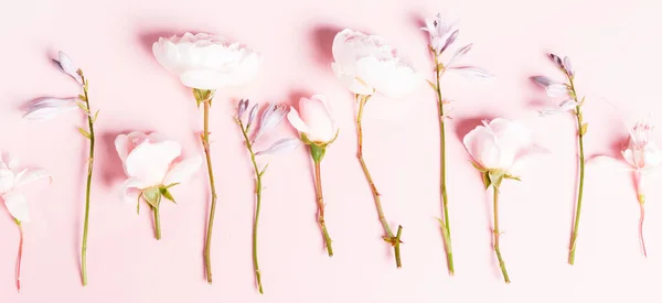 Bandera romántica, delicadas rosas blancas flores de cerca. Crema fragante pétalos rosados — Foto de Stock