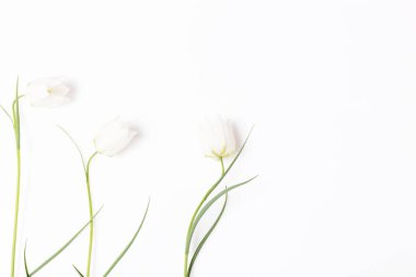 Çiçek desenli kır çiçekleri, yeşil yapraklar, beyaz arka planda dallar. Düz yatış, üst görünüm.