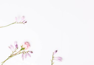 Beyaz arka planda şenlikli çiçek kompozisyonu. Genel Görünüm