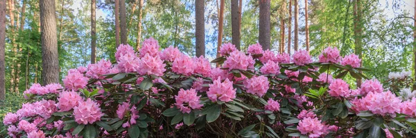 PInk rododendron makro, zbliżenie, bujny kwiat w szkółce rododenronów. — Zdjęcie stockowe