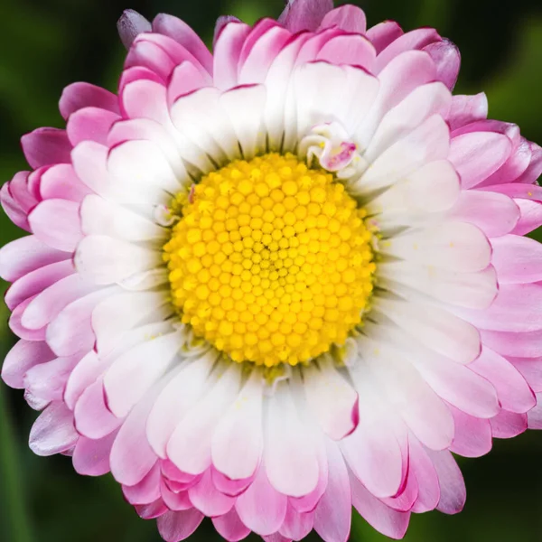 Center of pink beautiful daisy flower showing fibonacci pattern. — Stock Photo, Image