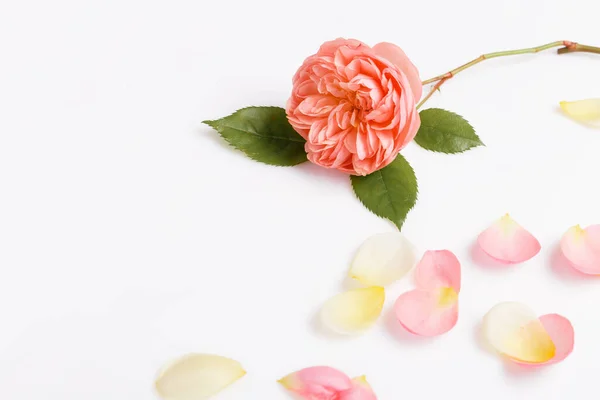 Růžová růže a spadlé okvětní lístky na bílém pozadí — Stock fotografie