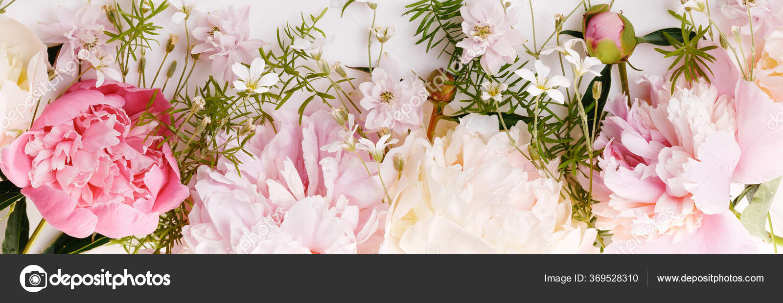Romantic banner, delicate white peonies flowers close-up. Fragrant pink  petals — Stock Photo © olga18x27 #369528310, image size:1600x620