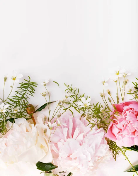 Delicadas flores de peonías blancas de cerca. Pétalos rosados fragantes — Foto de Stock