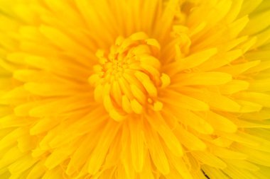 Sarı, güzel karahindiba çiçeğinin ortasında Fibonacci desenleri var..