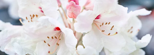 Branco rododendro flores fronteira panorâmica, banner, casamento fundo romântico. Depósito plano . — Fotografia de Stock