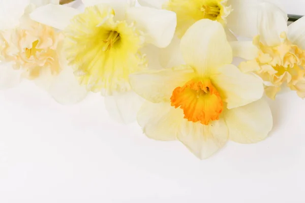 Muito amarelo narcisos no fundo branco isolado — Fotografia de Stock