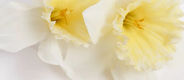 Muito amarelo narcisos no fundo branco isolado — Fotografia de Stock