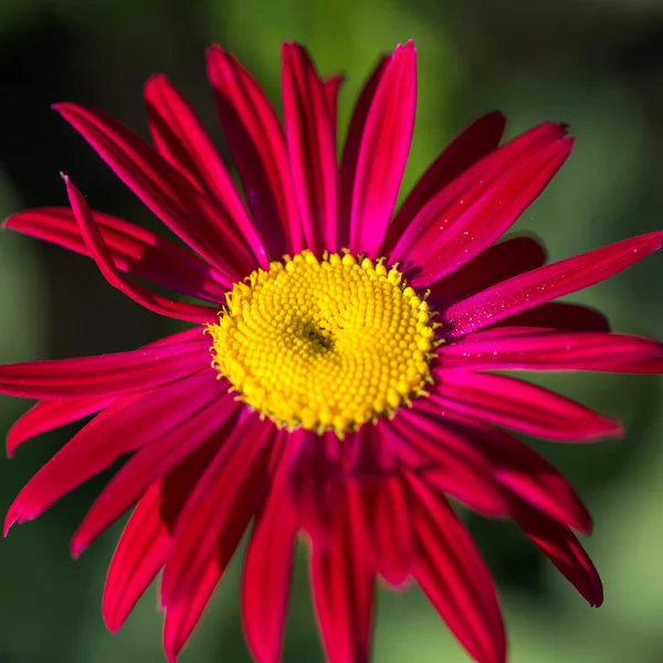 Yellow center of red beautiful pyrethrum flower showing fibonacci pattern. — Stock Photo, Image