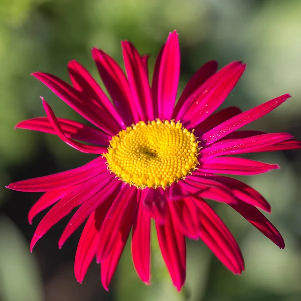 Yellow center of red beautiful pyrethrum flower showing fibonacci pattern. — Stock Photo, Image