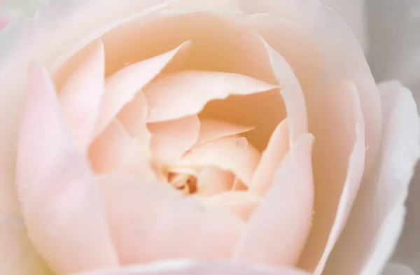 Fondo romántico, delicadas rosas rosadas crema flores de primer plano . — Foto de Stock