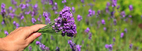 In womans hand bouquet of lavender on a background of a lavender field, bumblebees and bees in a bouquet