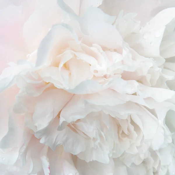 Fondo cuadrado romántico, delicadas flores de peonías blancas de cerca. Pétalos rosados fragantes — Foto de Stock