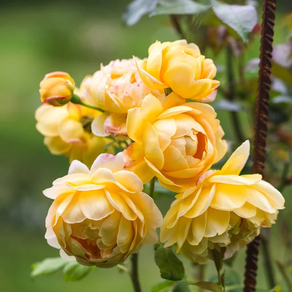 Florecientes rosas amarillas inglesas en el jardín en un día soleado . — Foto de Stock