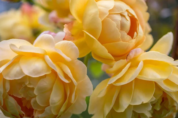 Blühende gelbe Englische Rosen im Garten an einem sonnigen Tag. — Stockfoto