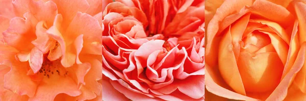 Hermoso collage de rosas de color naranja rosa, concepto de belleza — Foto de Stock