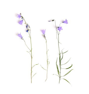 Mavi kır çiçeği. Çan çiçekleri beyazda izole edilmiş. Campanula rotundifolia