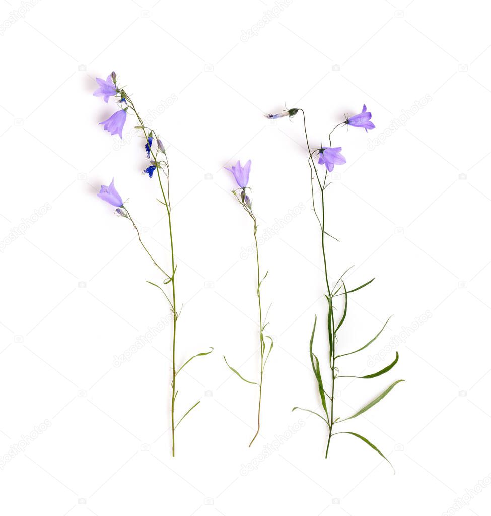 Blue wildflower. Bellflowers isolated on white. Campanula rotundifolia