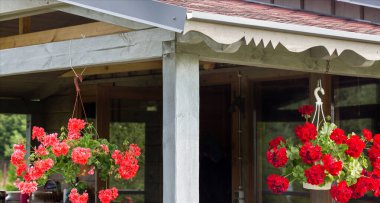 Ampella pelargonyumdan canlı mercan çiçekleri