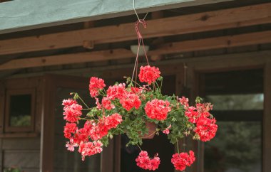 Ampella pelargonyumdan canlı mercan çiçekleri