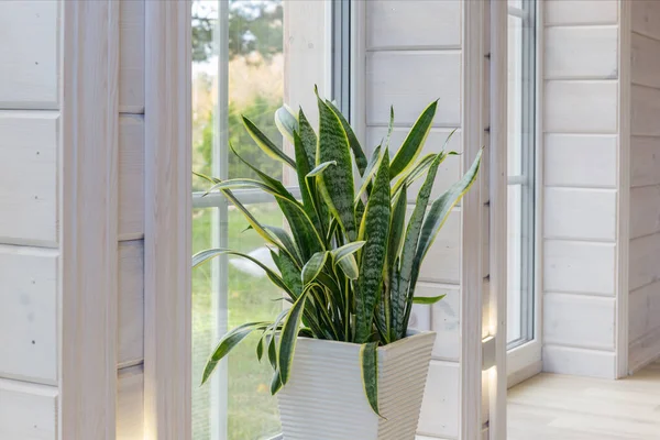 Büyük pencereli, yüksek tavanlı, beyaz ahşap zeminli parlak fotoğraf stüdyosu.