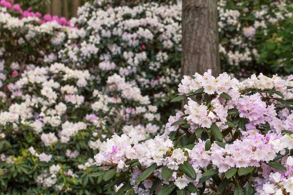 松林の中に白い花とピンクの芽を持つ大きな開花シャクナゲの茂み — ストック写真
